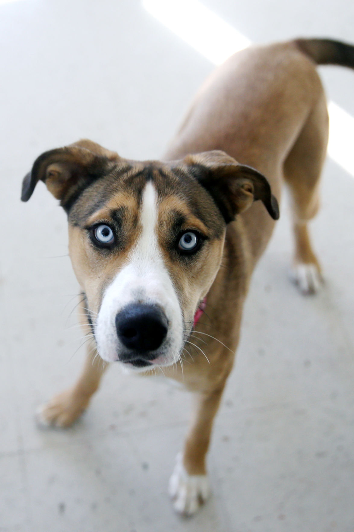 112719_PetGallery003_cs.JPG